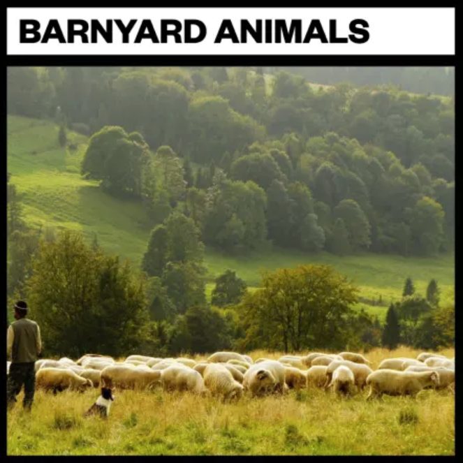 Big Room Sound Barnyard Animals [WAV]